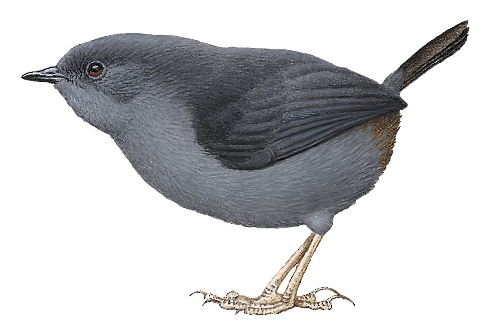 湿地窜鸟 / Marsh Tapaculo / Scytalopus iraiensis