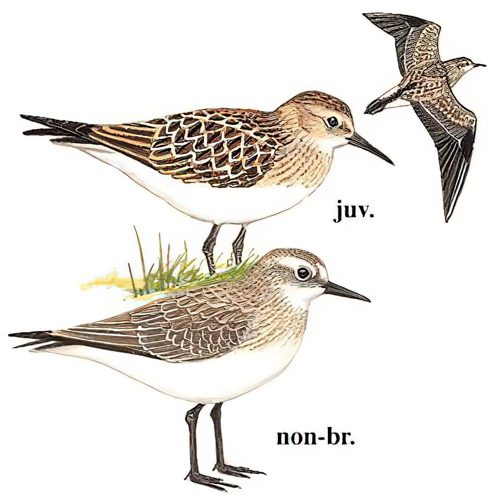 黑腰滨鹬 / Baird\'s Sandpiper / Calidris bairdii