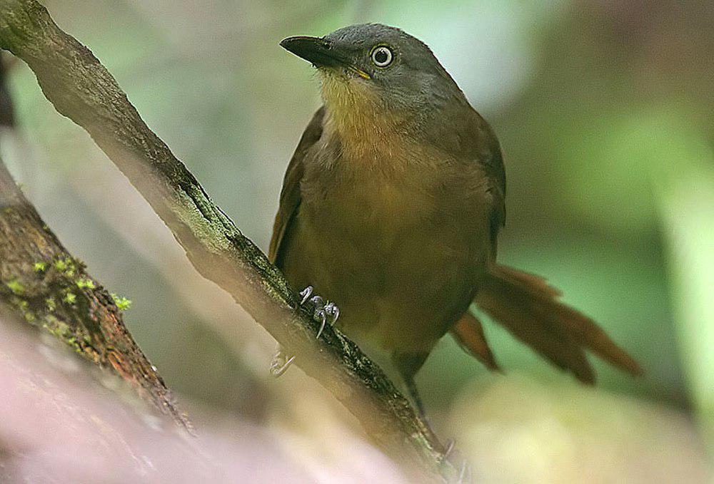 灰头噪鹛 / Ashy-headed Laughingthrush / Argya cinereifrons