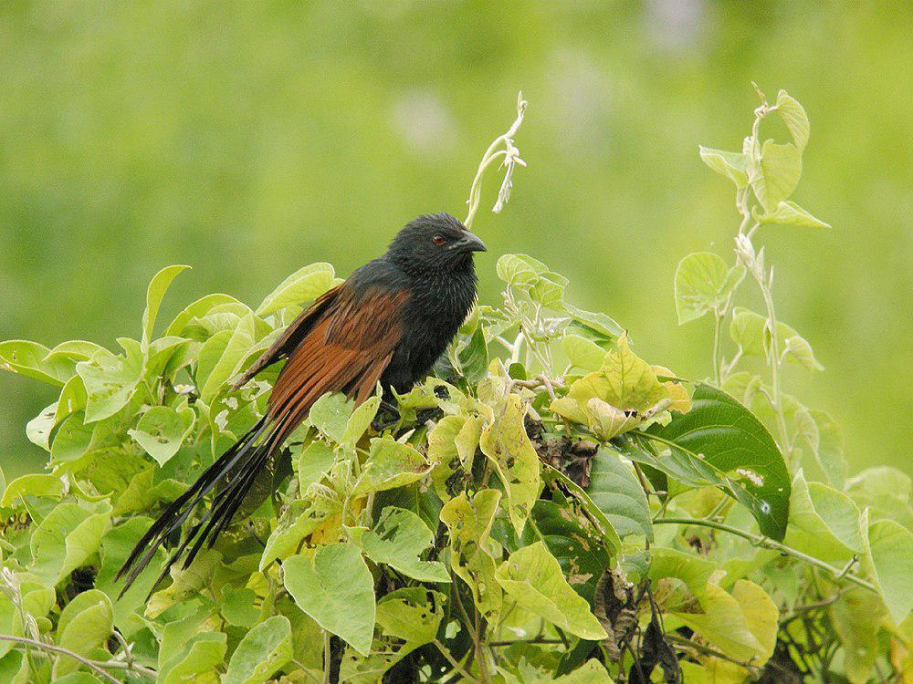 马岛小鸦鹃 / Malagasy Coucal / Centropus toulou