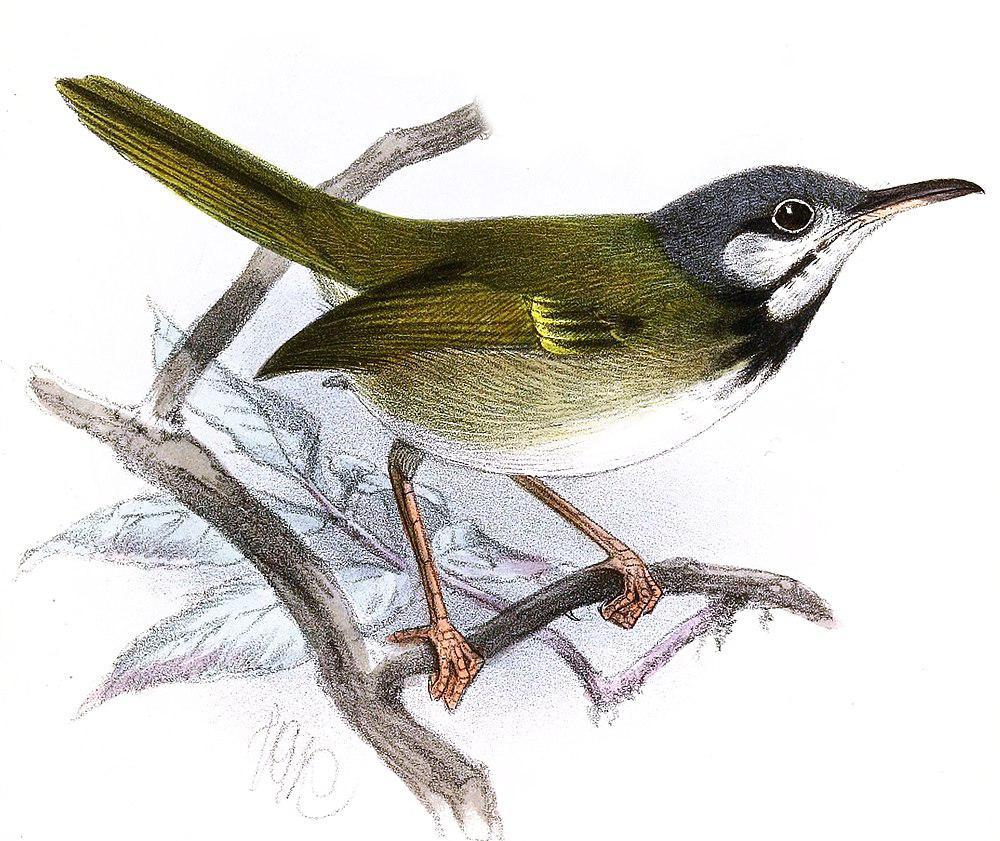 白耳缝叶莺 / White-eared Tailorbird / Orthotomus cinereiceps