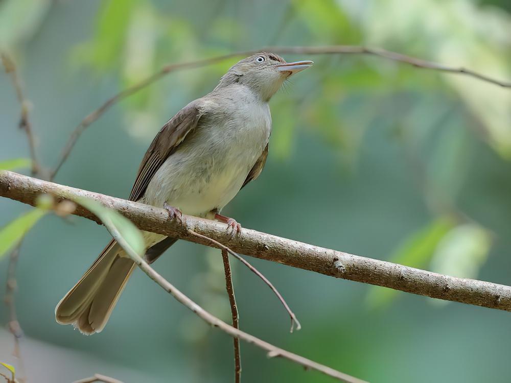 橄榄褐鹎 / Olive-winged Bulbul / Pycnonotus plumosus