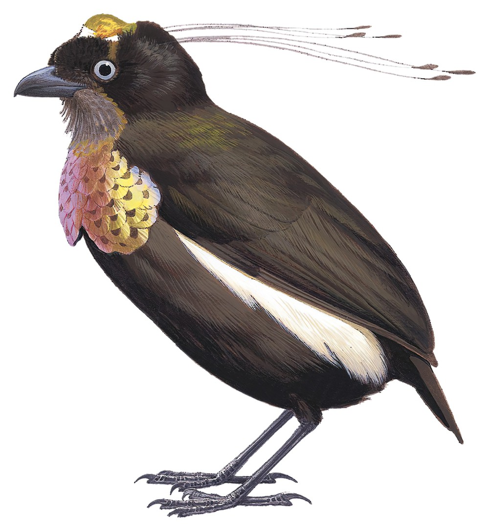 青铜六线风鸟 / Bronze Parotia / Parotia berlepschi