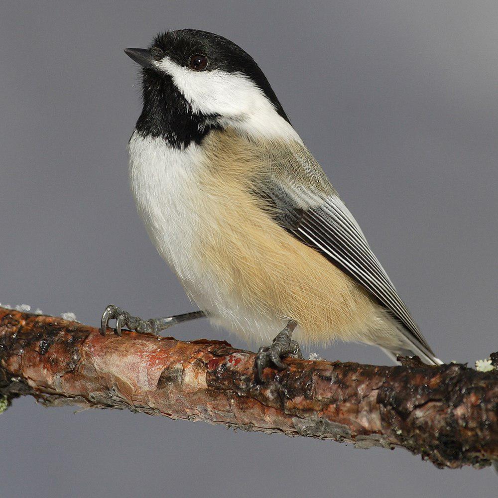 黑顶山雀 / Black-capped Chickadee / Poecile atricapillus