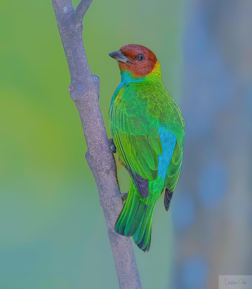 栗头唐加拉雀 / Bay-headed Tanager / Tangara gyrola