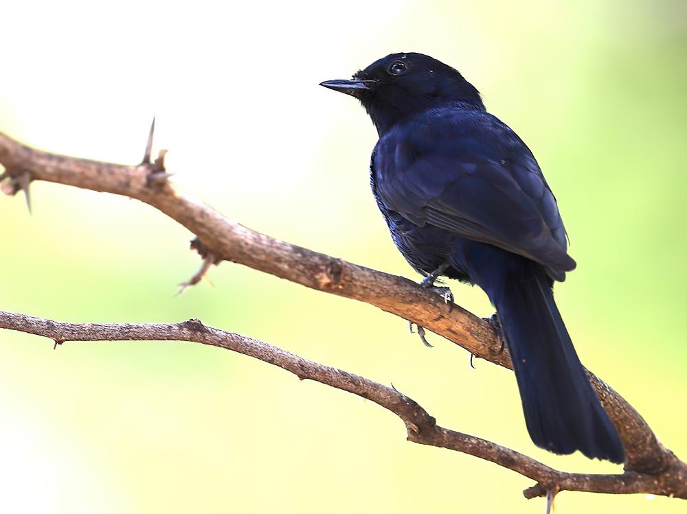 南非黑鹟 / Southern Black Flycatcher / Melaenornis pammelaina