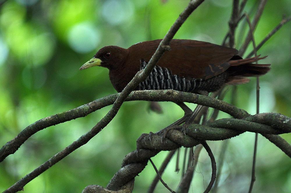 安达曼秧鸡 / Andaman Crake / Rallina canningi