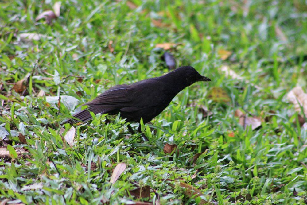 婆罗洲啸鸫 / Bornean Whistling Thrush / Myophonus borneensis