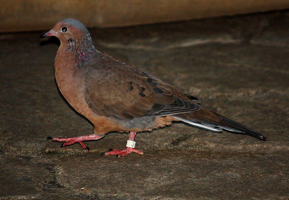 索岛哀鸽 / Socorro Dove / Zenaida graysoni