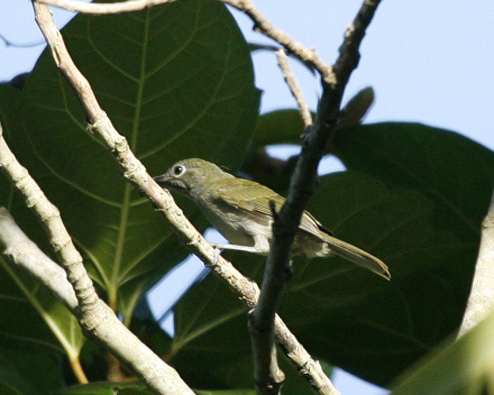 灰巾冠绣眼鸟 / Grey-hooded White-eye / Heleia pinaiae