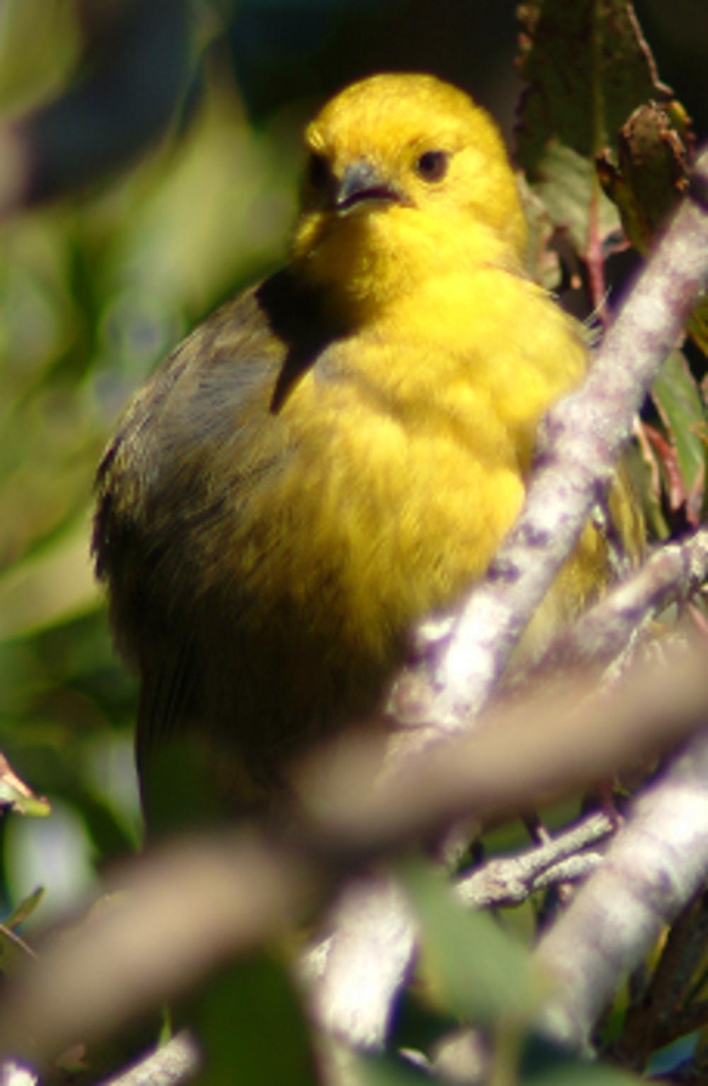 黄头刺莺 / Yellowhead / Mohoua ochrocephala