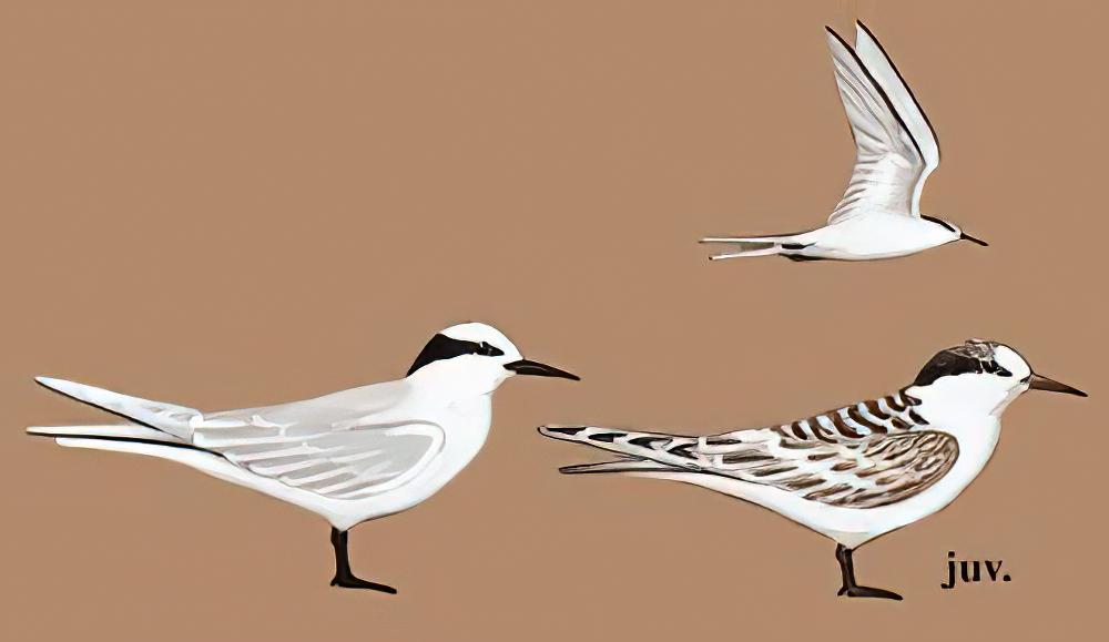 黑枕燕鸥 / Black-naped Tern / Sterna sumatrana