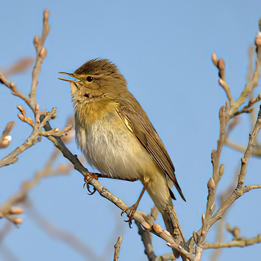 欧柳莺 / Willow Warbler / Phylloscopus trochilus