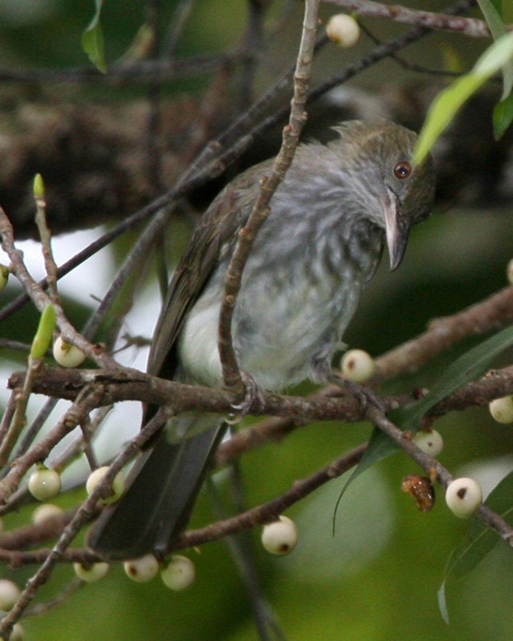 纹羽鹎 / Streaked Bulbul / Ixos malaccensis