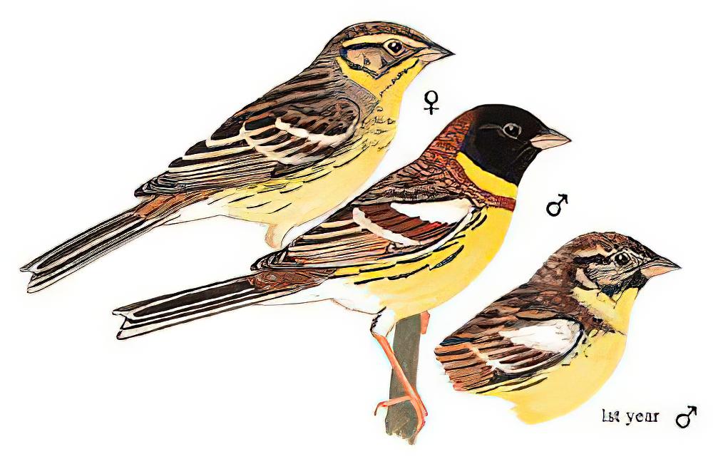 黄胸鹀 / Yellow-breasted Bunting / Emberiza aureola