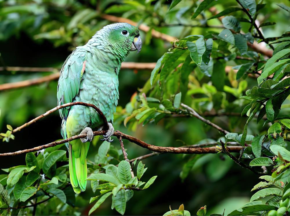 鳞颈鹦哥 / Scaly-naped Amazon / Amazona mercenarius