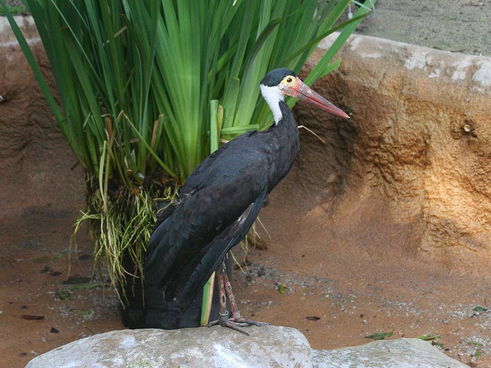 黄脸鹳 / Storm\'s Stork / Ciconia stormi