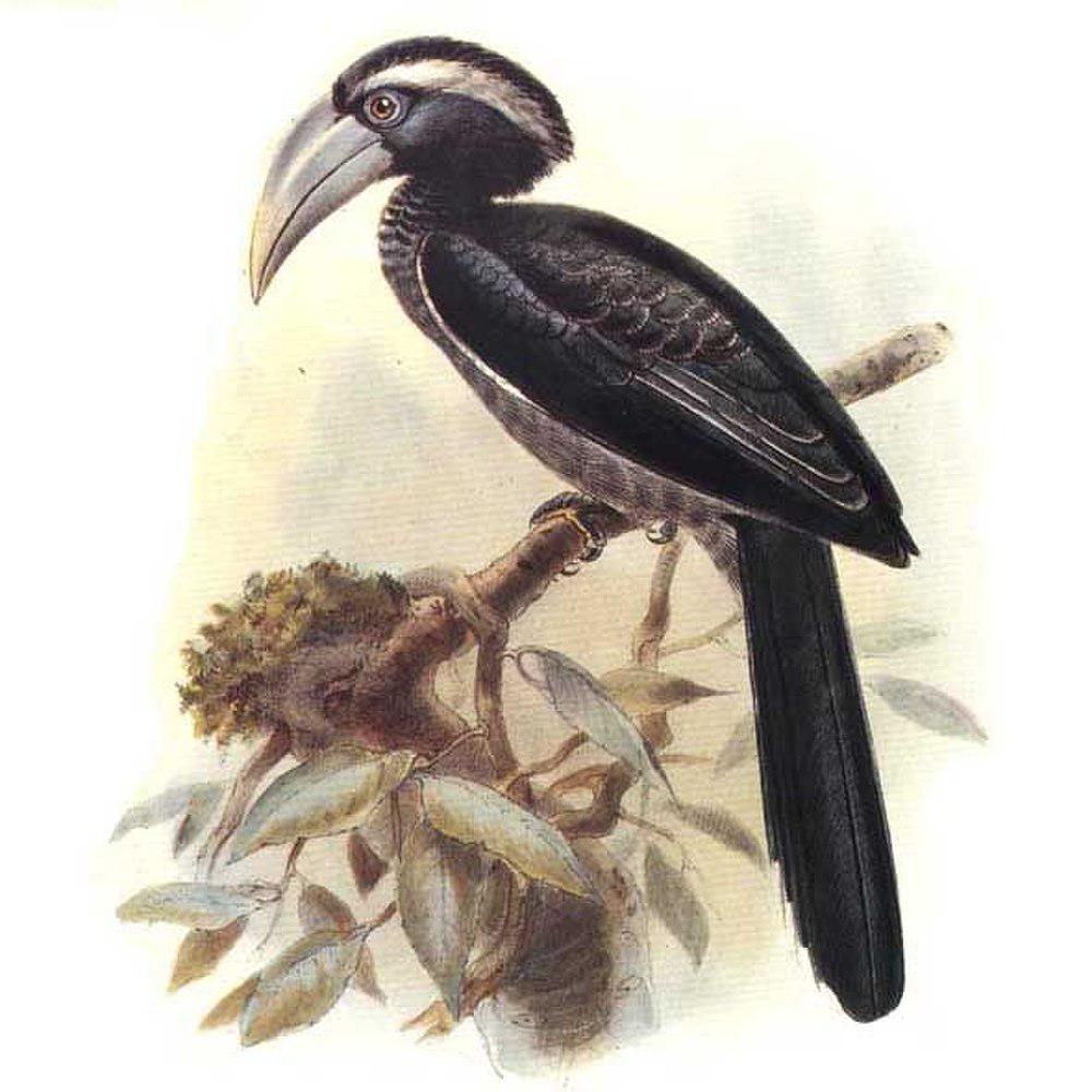 黑弯嘴犀鸟 / Black Dwarf Hornbill / Horizocerus hartlaubi