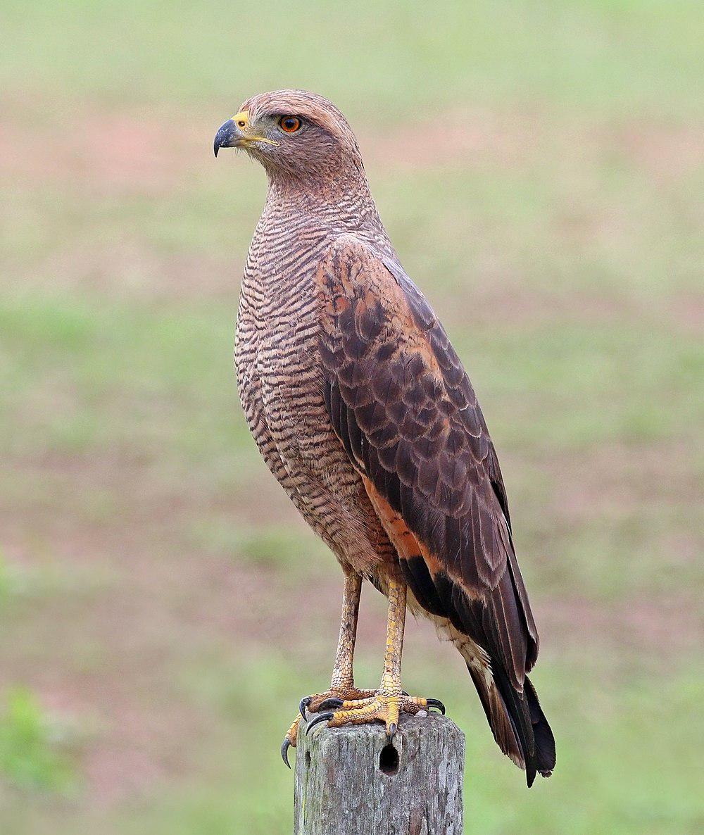 草原鸡鵟 / Savanna Hawk / Buteogallus meridionalis