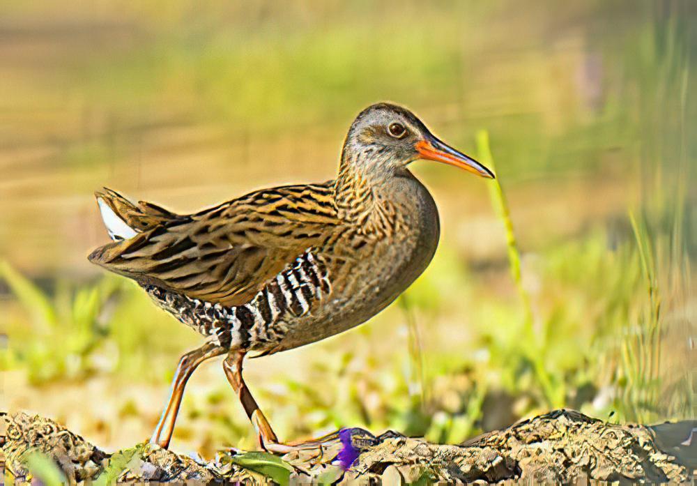 普通秧鸡 / Brown-cheeked Rail / Rallus indicus