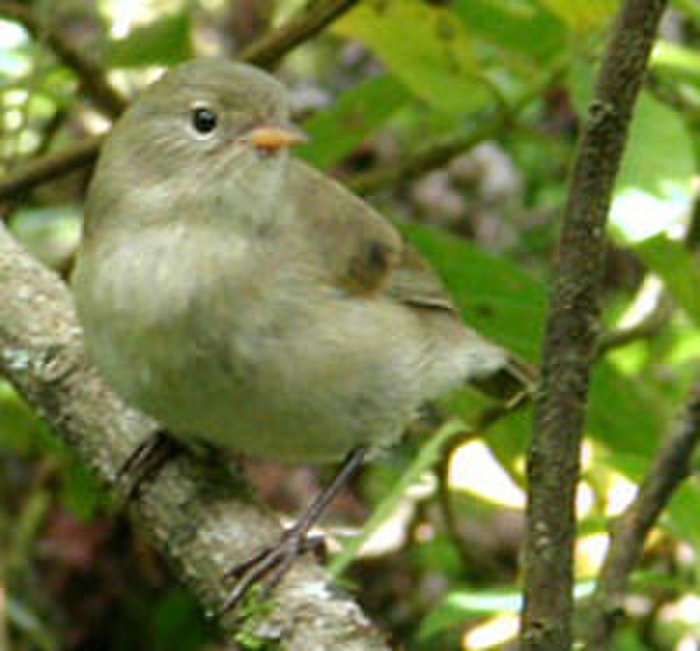 莺雀 / Green Warbler-Finch / Certhidea olivacea