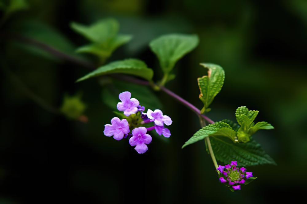 香水草