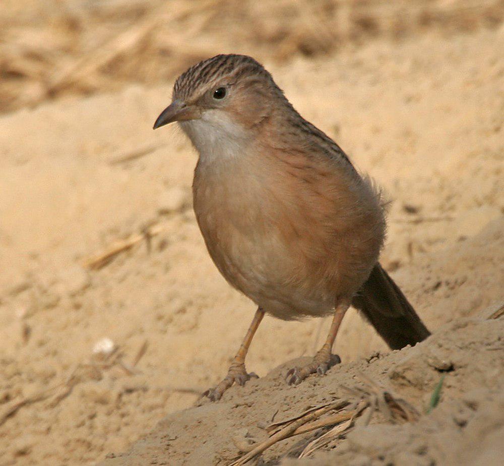 伊拉克鸫鹛 / Iraq Babbler / Argya altirostris