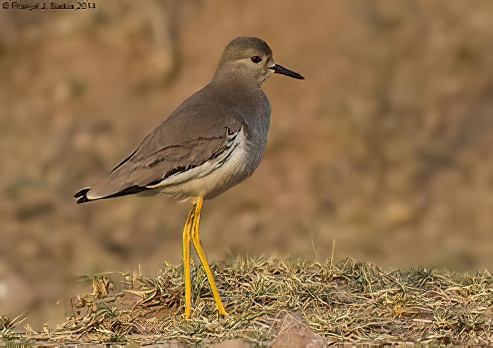 白尾麦鸡 / White-tailed Lapwing / Vanellus leucurus