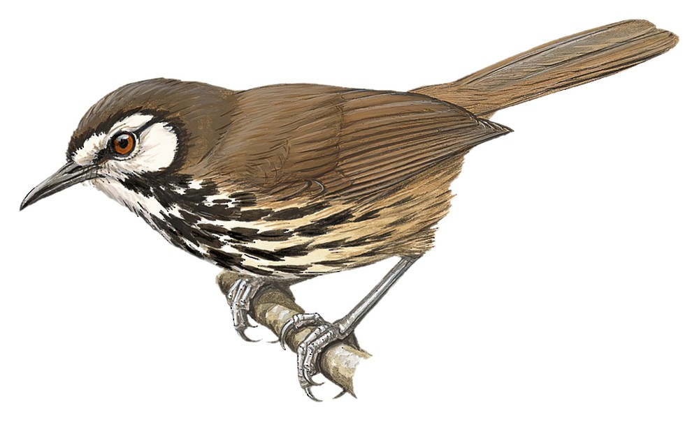 班岛穗鹛 / Panay Striped Babbler / Zosterornis latistriatus