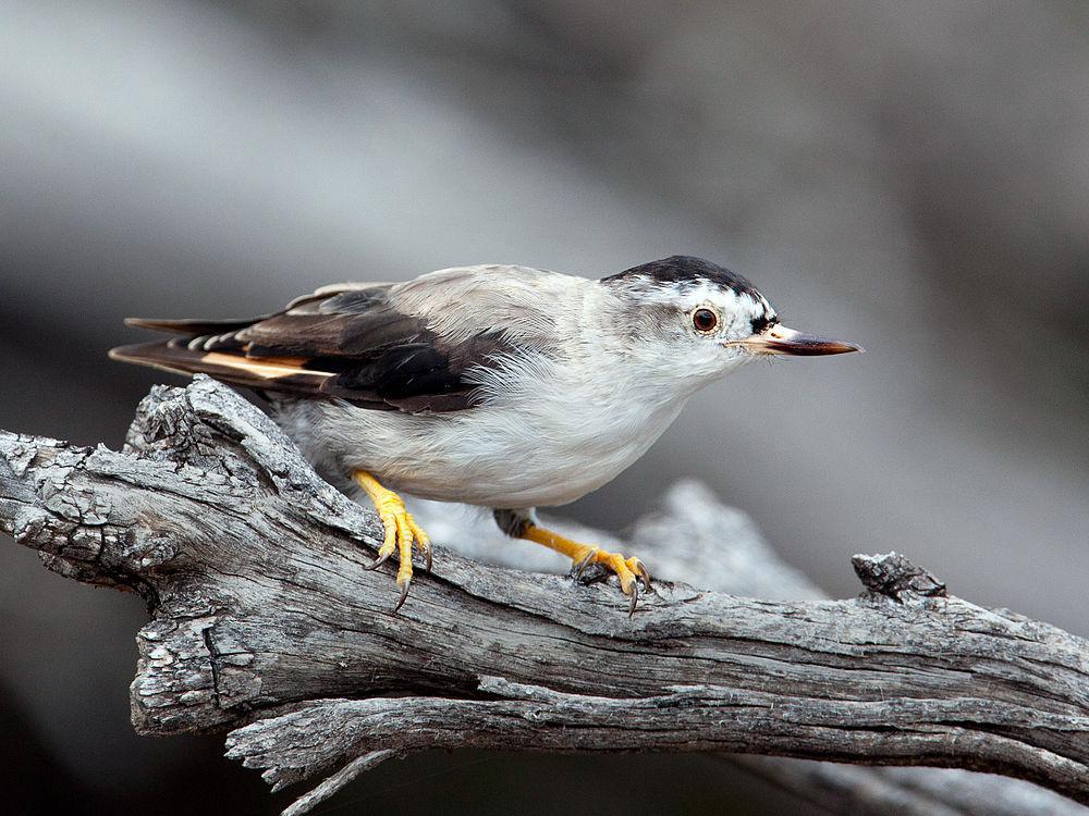 巴布亚澳䴓 / Papuan Sittella / Daphoenositta papuensis