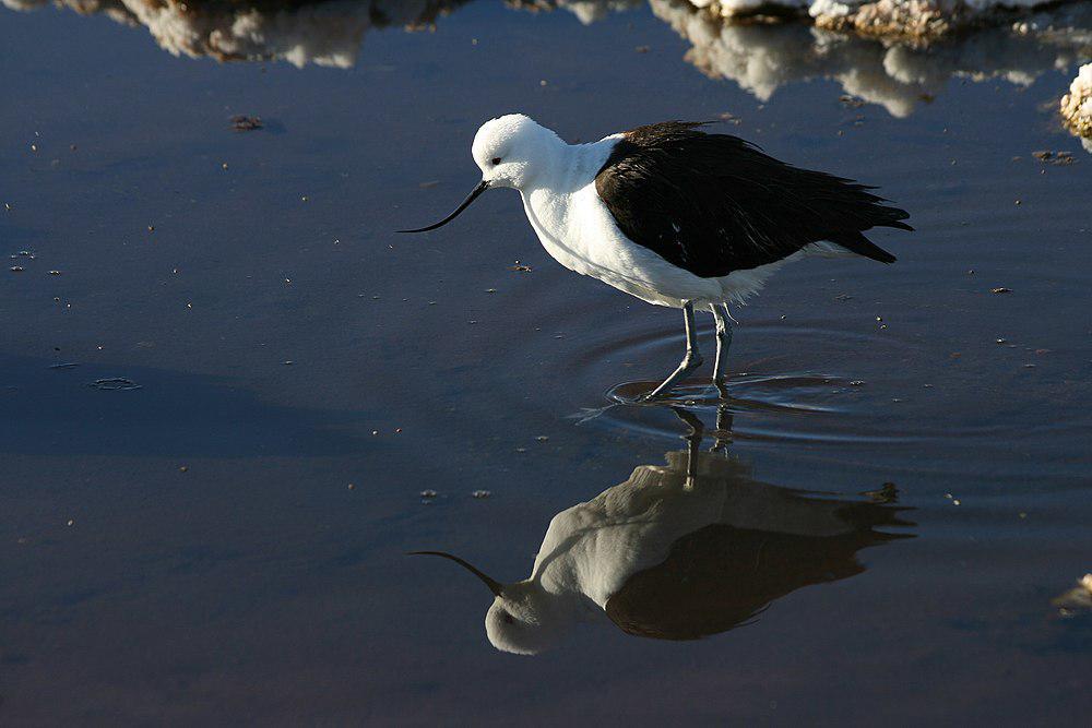 安第斯反嘴鹬 / Andean Avocet / Recurvirostra andina