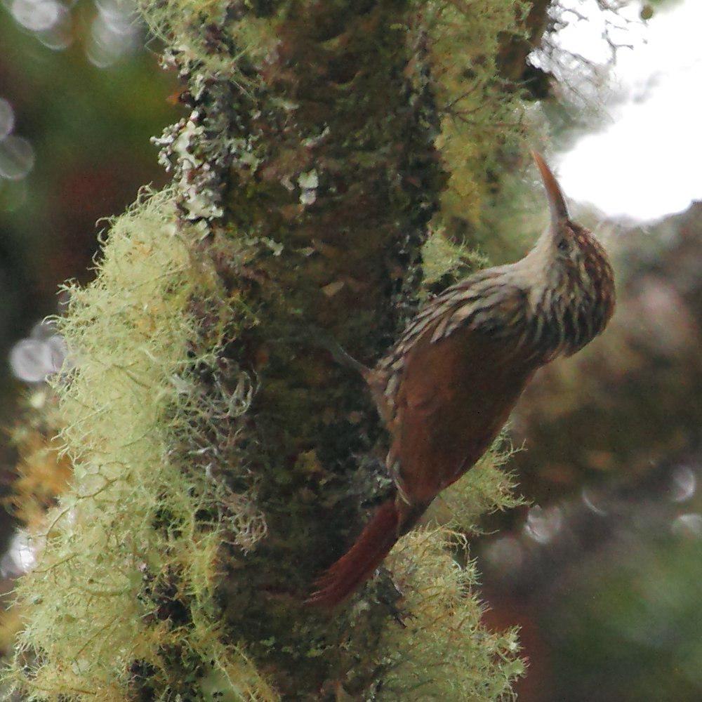 鳞斑䴕雀 / Scaled Woodcreeper / Lepidocolaptes squamatus