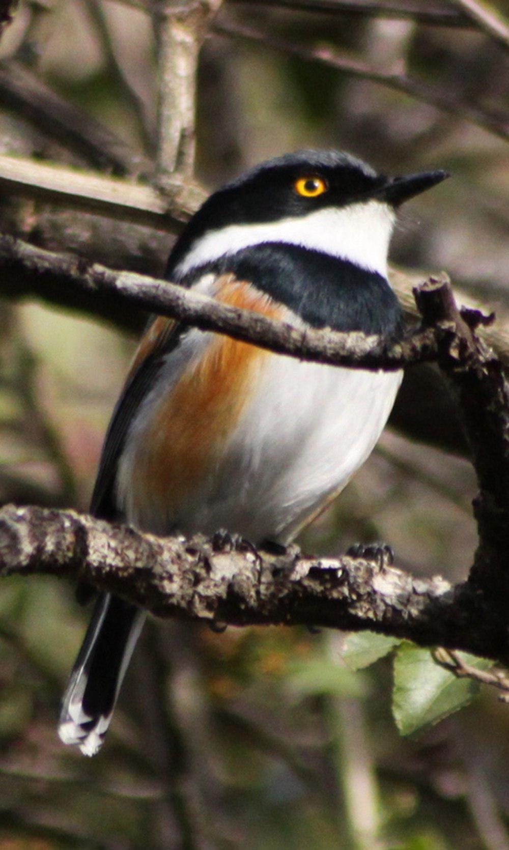 海角蓬背鹟 / Cape Batis / Batis capensis