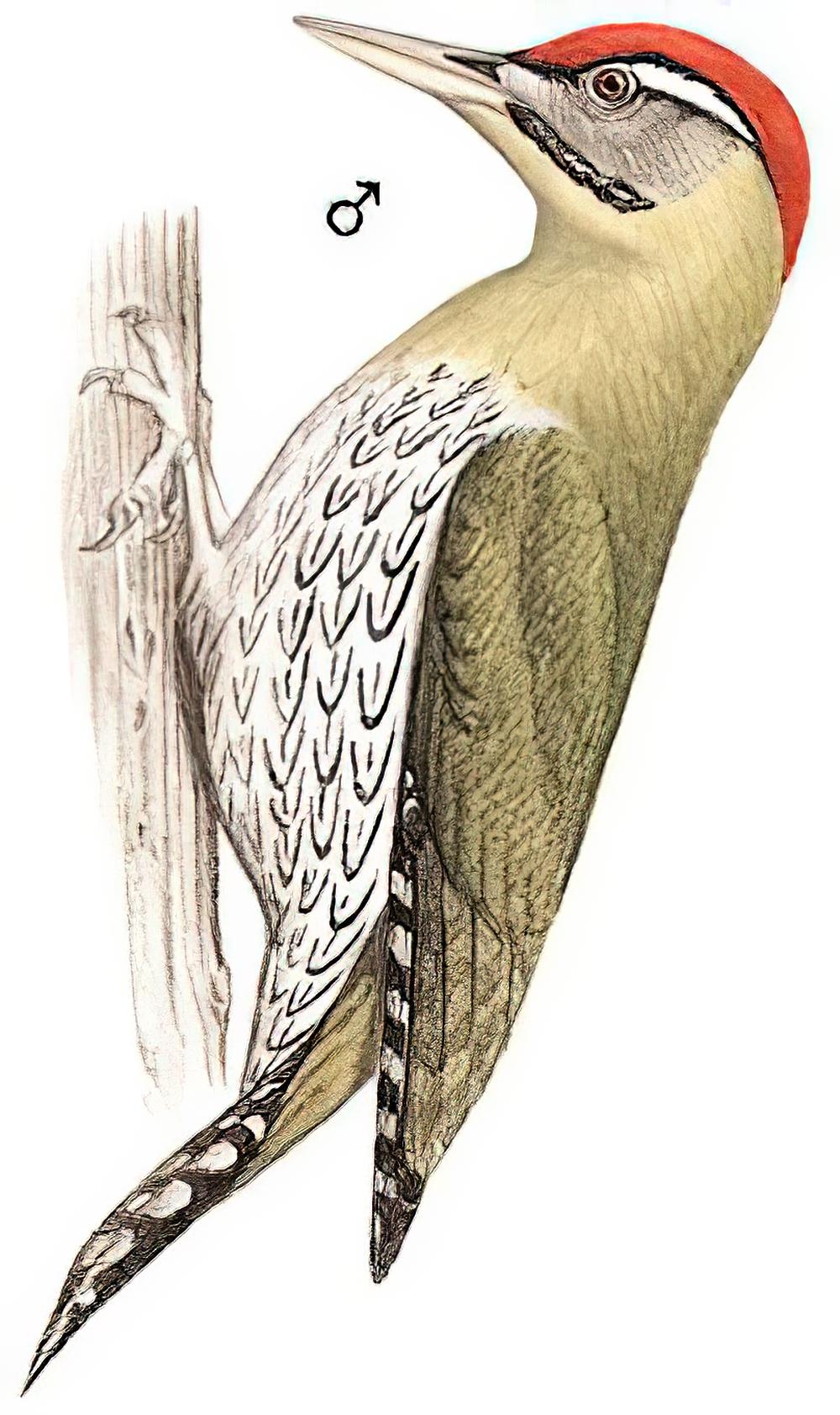 鳞腹绿啄木鸟 / Scaly-bellied Woodpecker / Picus squamatus