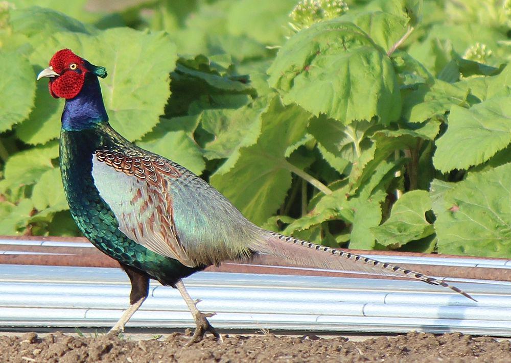 绿雉 / Green Pheasant / Phasianus versicolor