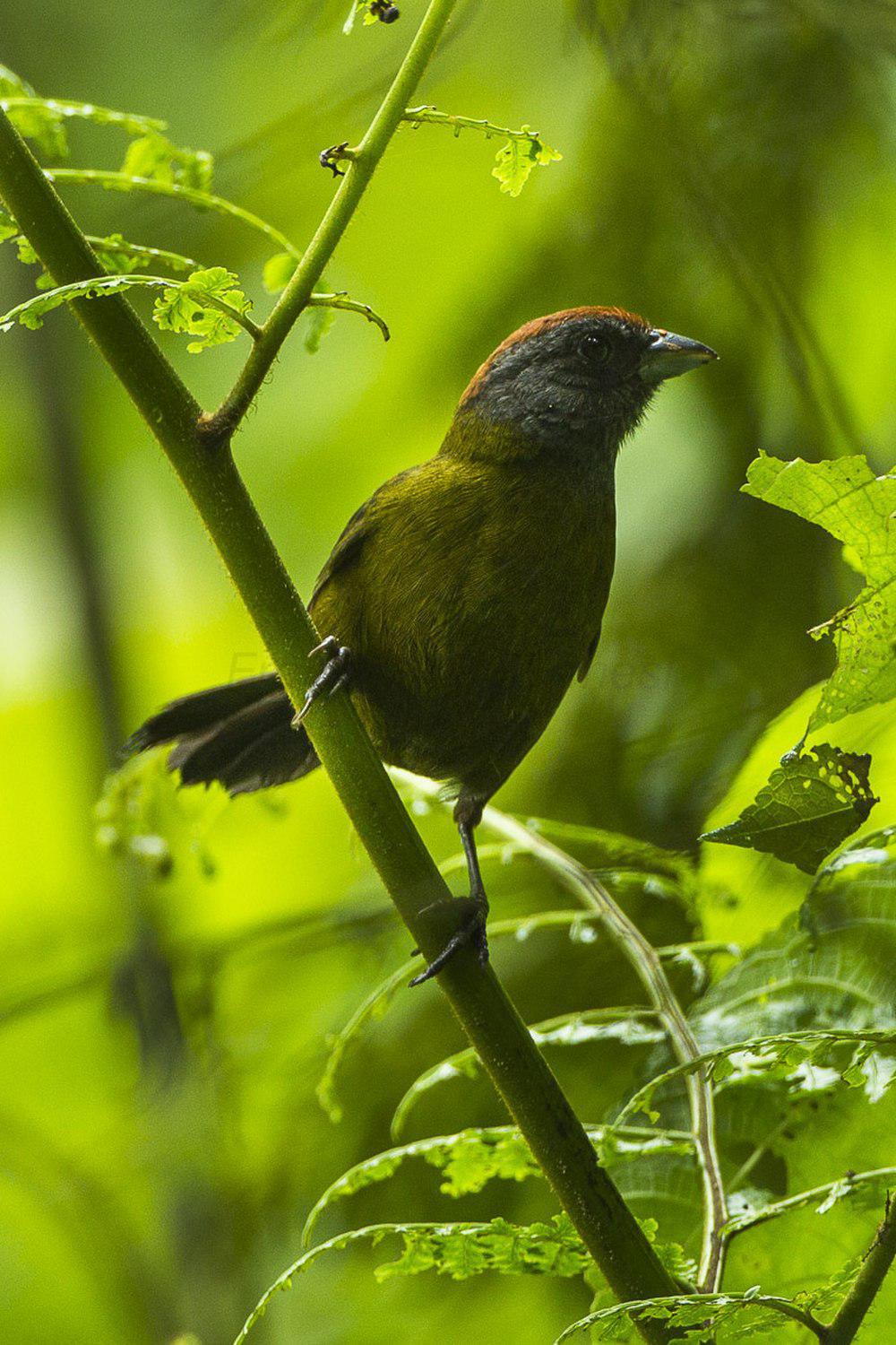 栗头绿雀 / Olive Finch / Arremon castaneiceps