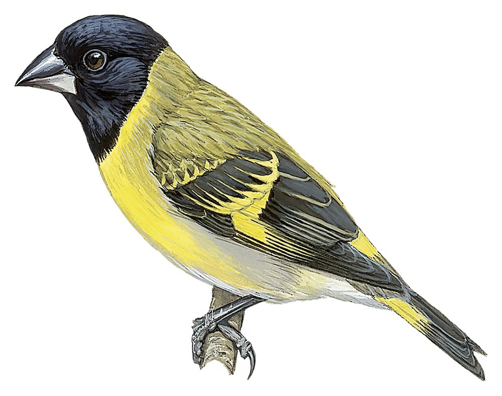 厚嘴金翅雀 / Thick-billed Siskin / Spinus crassirostris