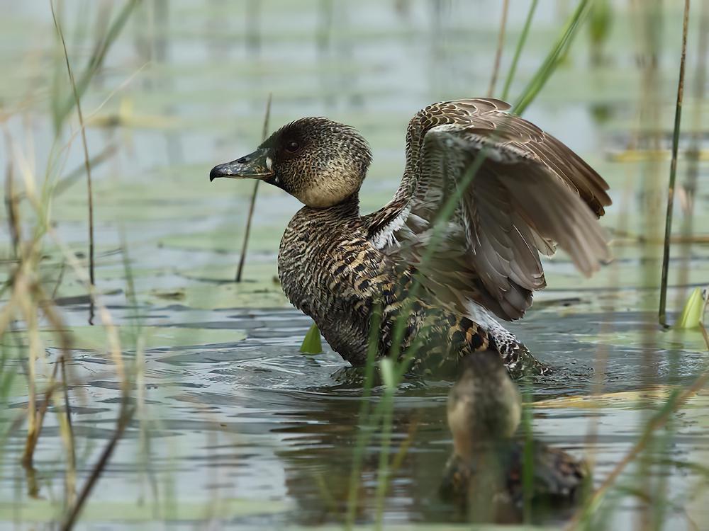 白背鸭 / White-backed Duck / Thalassornis leuconotus