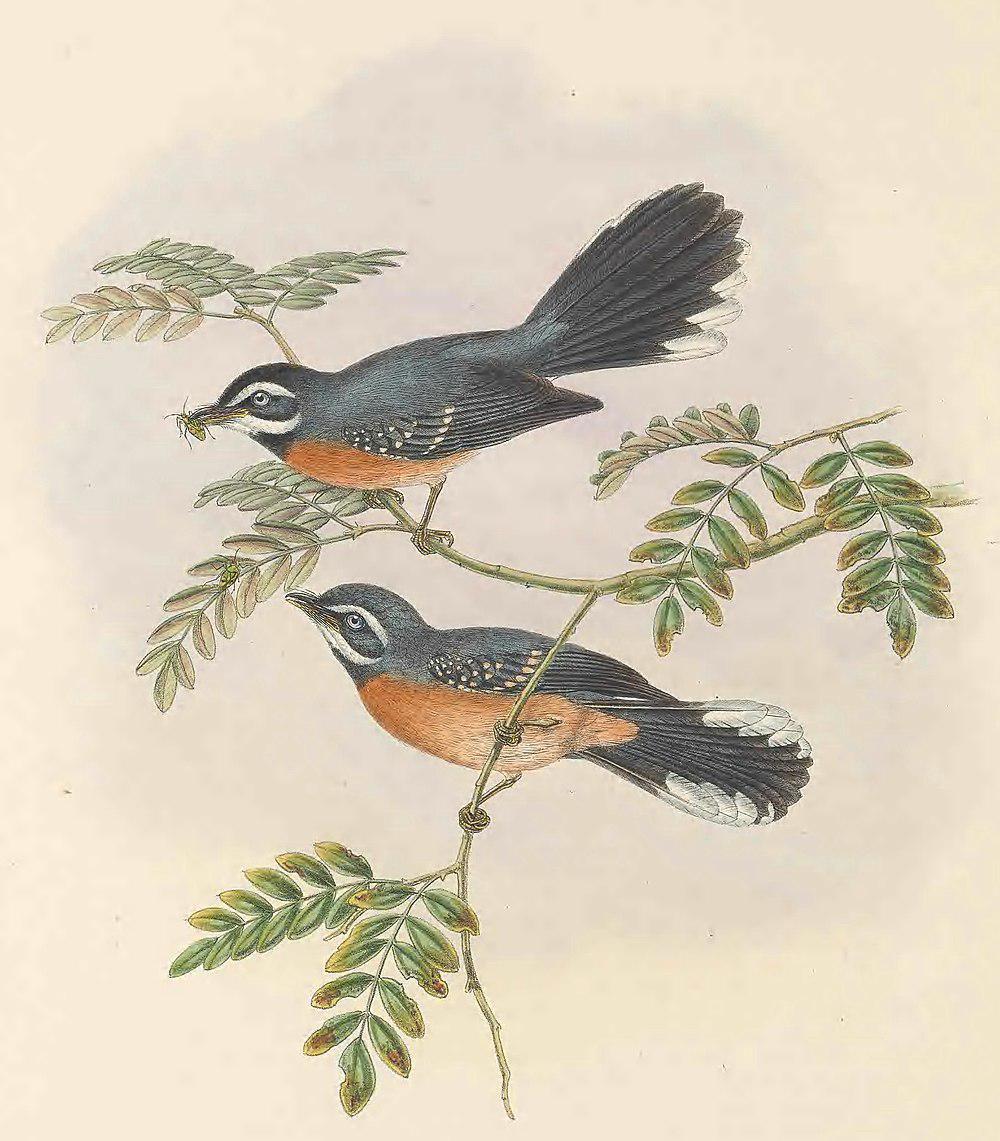 栗腹扇尾鹟 / Chestnut-bellied Fantail / Rhipidura hyperythra