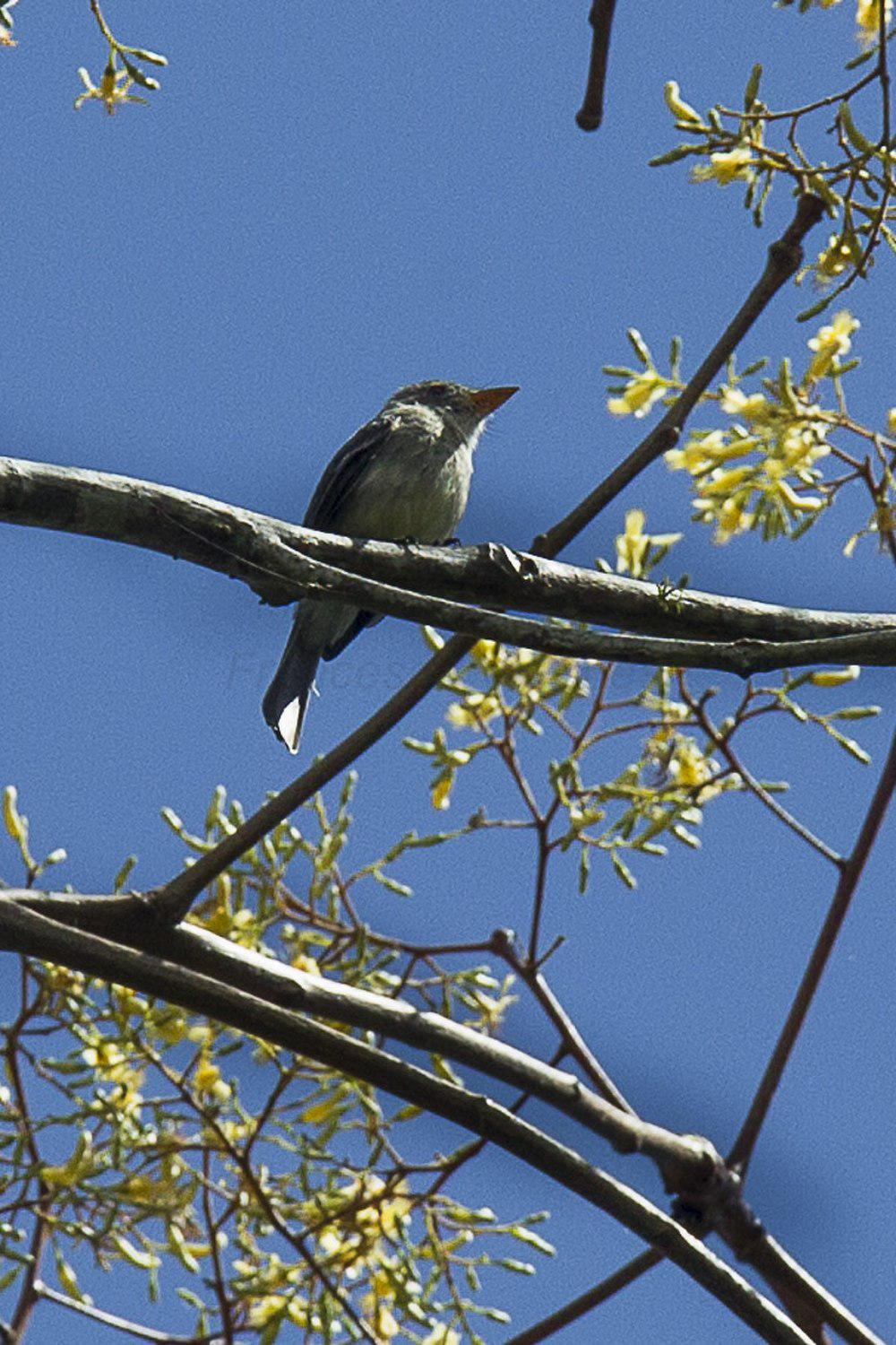 通贝斯绿霸鹟 / Tumbes Pewee / Contopus punensis