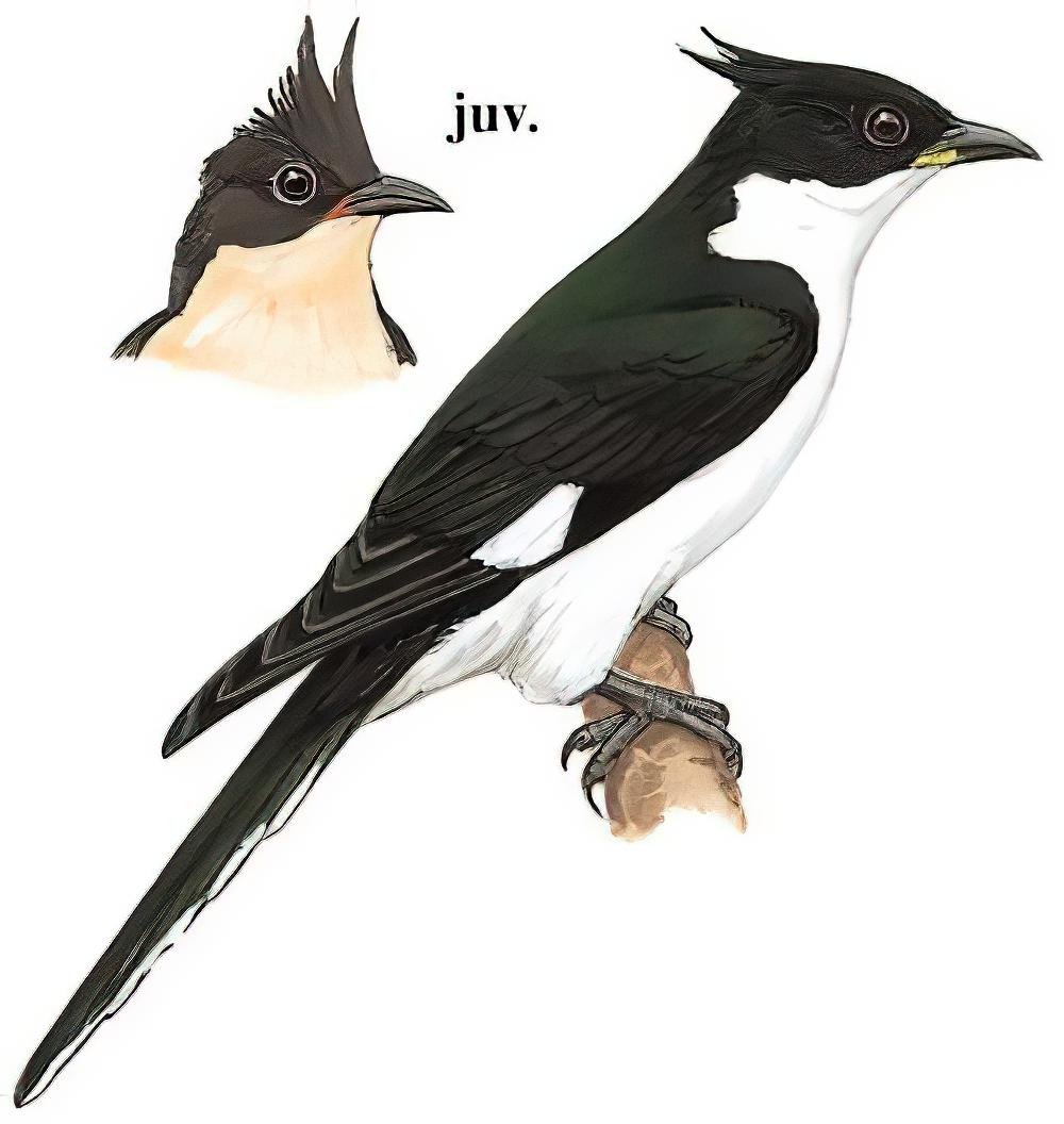 斑翅凤头鹃 / Jacobin Cuckoo / Clamator jacobinus