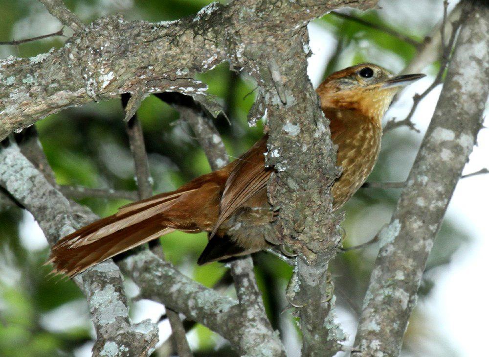 棕颈拾叶雀 / Rufous-necked Foliage-gleaner / Syndactyla ruficollis