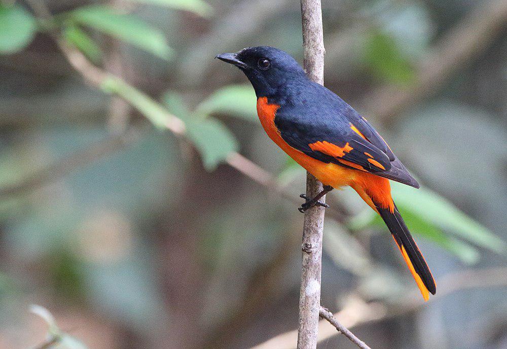 赤黄山椒鸟 / Orange Minivet / Pericrocotus flammeus