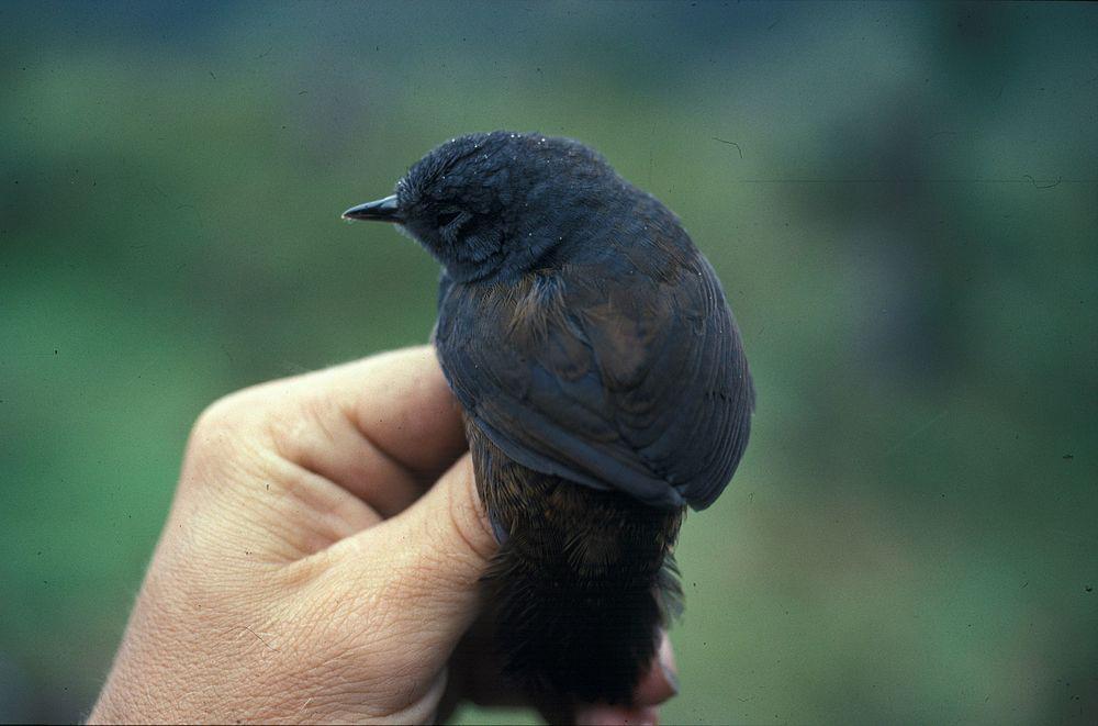 黑窜鸟 / Blackish Tapaculo / Scytalopus latrans