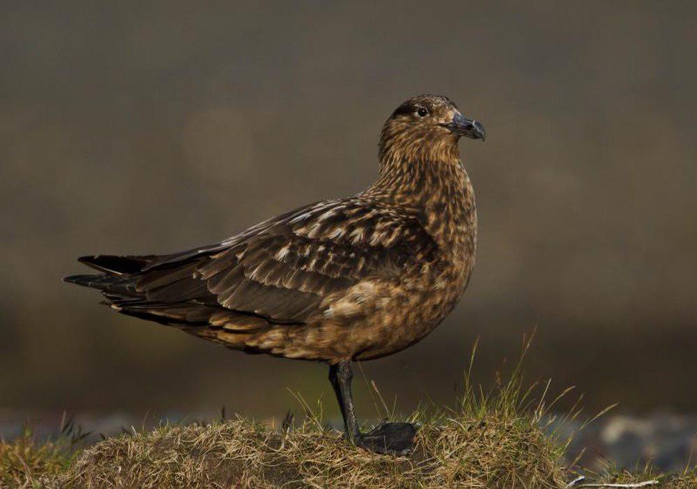 北贼鸥 / Great Skua / Stercorarius skua