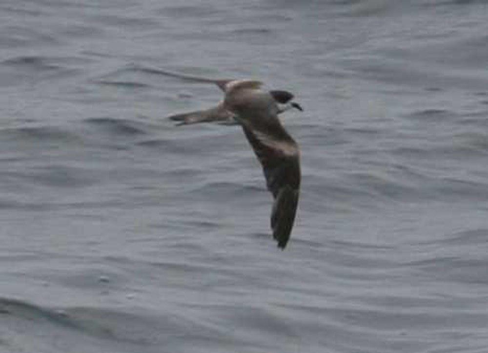 环叉尾海燕 / Hornby\'s Storm Petrel / Oceanodroma hornbyi