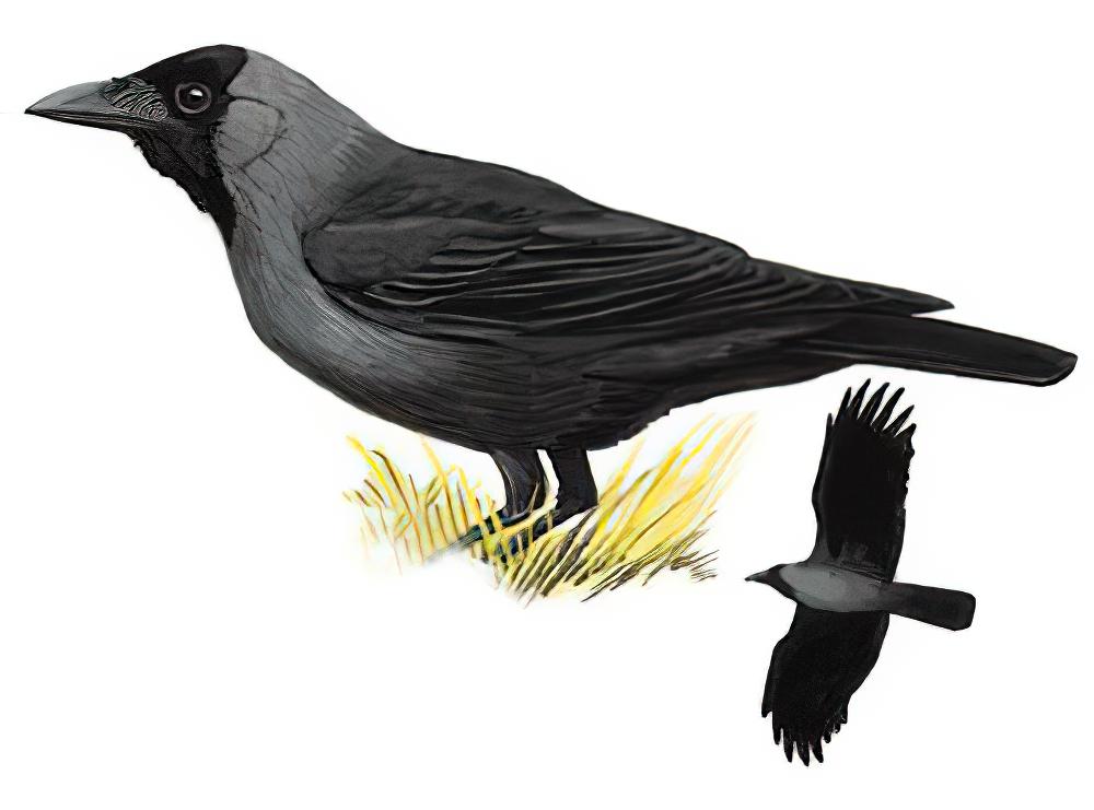 家鸦 / House Crow / Corvus splendens