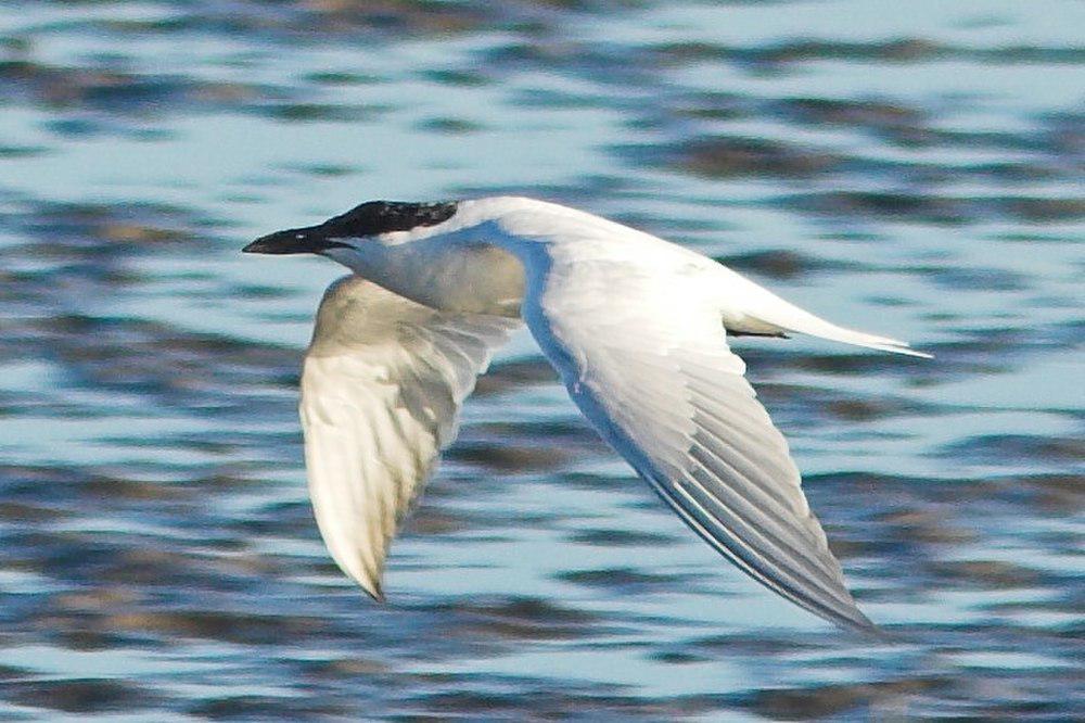 澳洲鸥嘴噪鸥 / Australian Tern / Gelochelidon macrotarsa