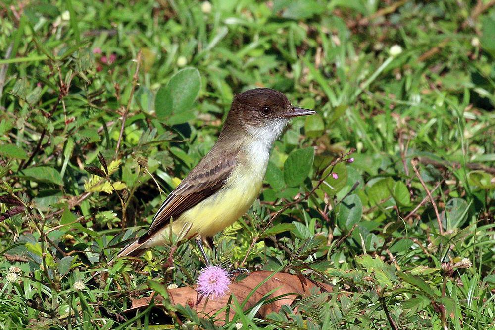 牙买加蝇霸鹟 / Sad Flycatcher / Myiarchus barbirostris