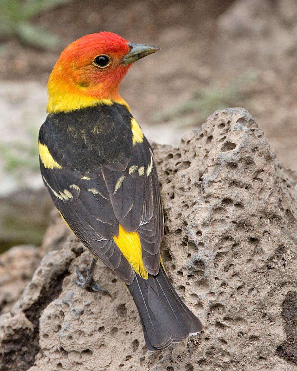 黄腹丽唐纳雀 / Western Tanager / Piranga ludoviciana